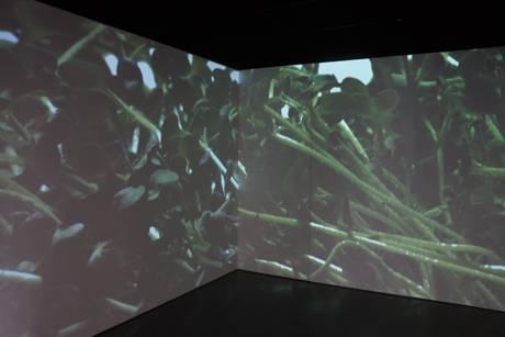 Pflanzung, 2013/14  » Klicken zum Vergrössern ->