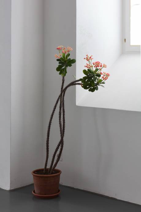 Evelina Cajacob  » Klicken zum Vergrössern ->