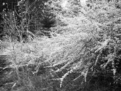 Cécile Wick – Weisse Blüten 01.  » Klicken zum Vergrössern ->