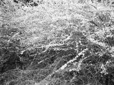 Cécile Wick – Weisse Blüten 02.  » Klicken zum Vergrössern ->