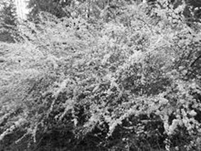 Cécile Wick – Weisse Blüten 03.  » Klicken zum Vergrössern ->