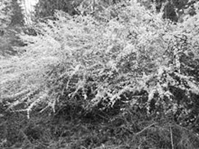 Cécile Wick – Weisse Blüten 04.  » Klicken zum Vergrössern ->