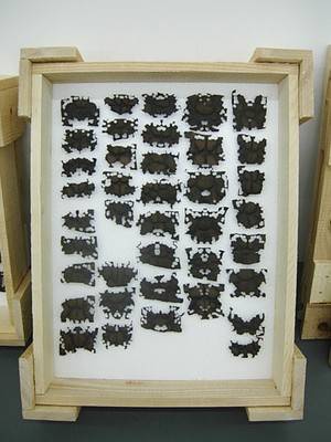 PASCAL SCHWAIGHOFER, Body-building (Rorschachtest), 2007.  » Klicken zum Vergrössern ->