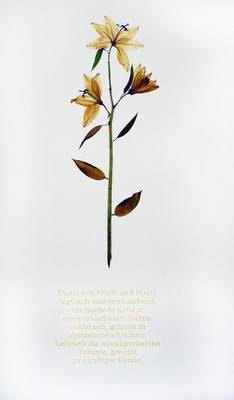 Lilium orientis, 2008, Variante.  &raquo; Klicken zum Vergr&ouml;ssern ->
