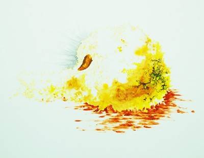 Michael Günzburger, Schwamm, 2009.  » Klicken zum Vergrössern ->